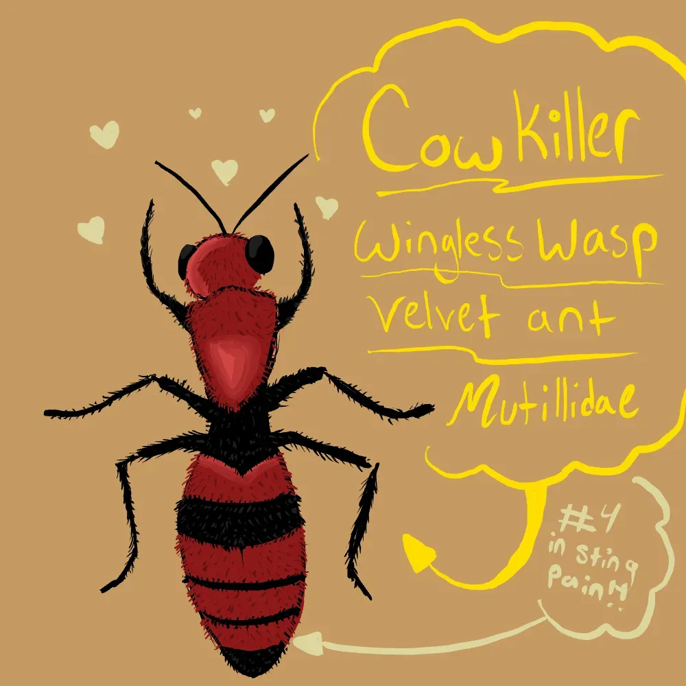 I just really love this ‘ant’ (actually a wasp) saw one a few days ago it was very cool