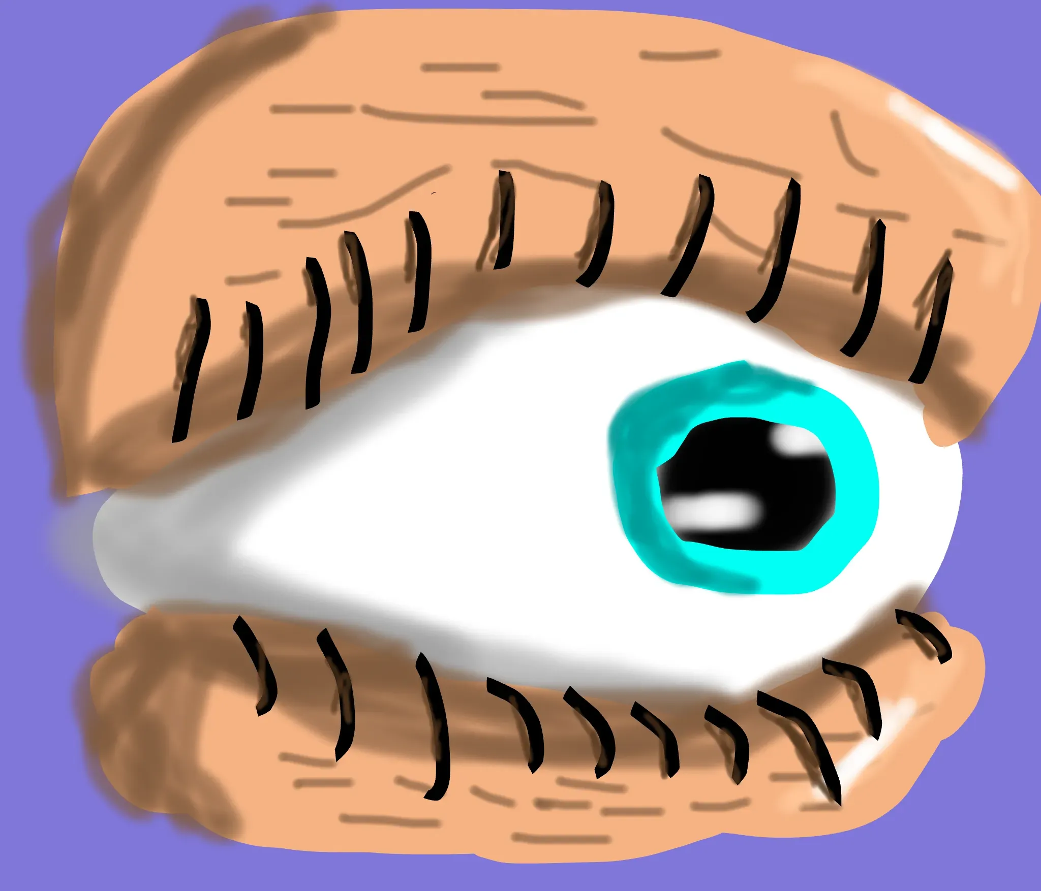 eye with eye lid