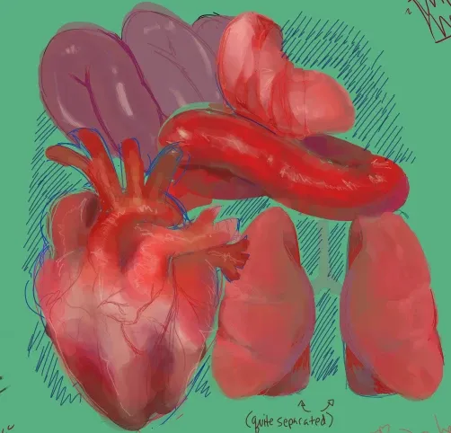 some organs